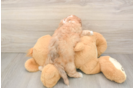 Energetic Shih Poo Poodle Mix Puppy