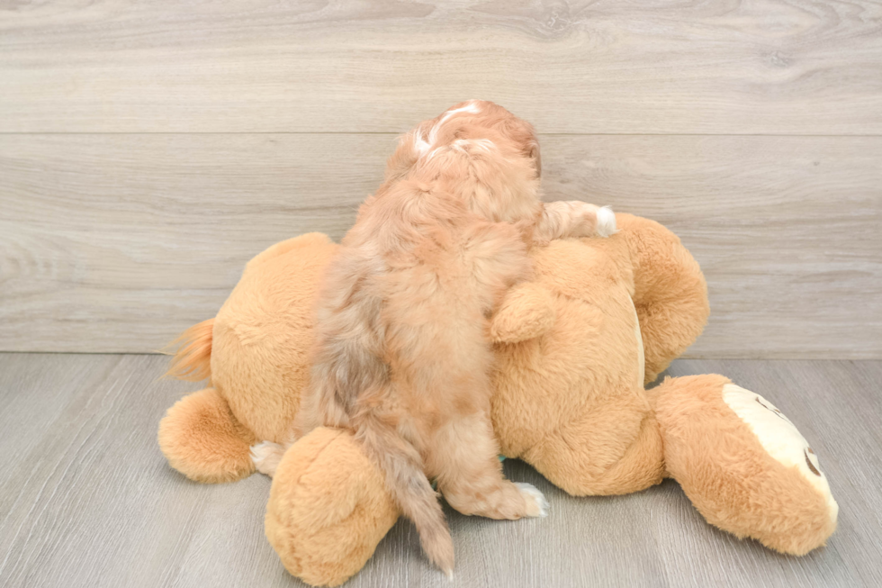 Energetic Shih Poo Poodle Mix Puppy