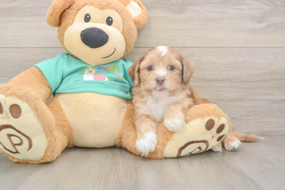 Shih Poo Puppy for Adoption