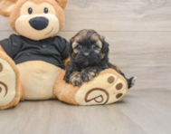9 week old Shih Poo Puppy For Sale - Seaside Pups