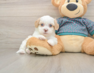 7 week old Shih Poo Puppy For Sale - Seaside Pups