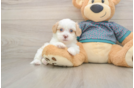 Shih Poo Puppy for Adoption
