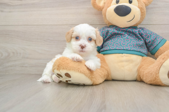 Shih Poo Puppy for Adoption