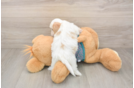 Small Shih Poo Baby