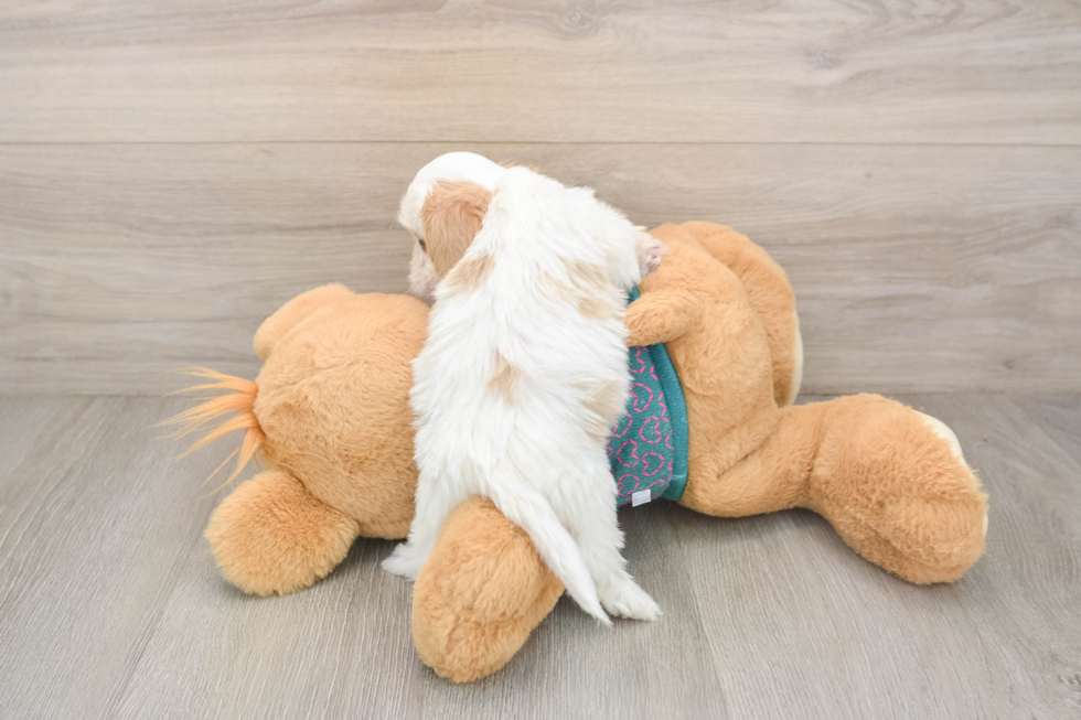 Small Shih Poo Baby