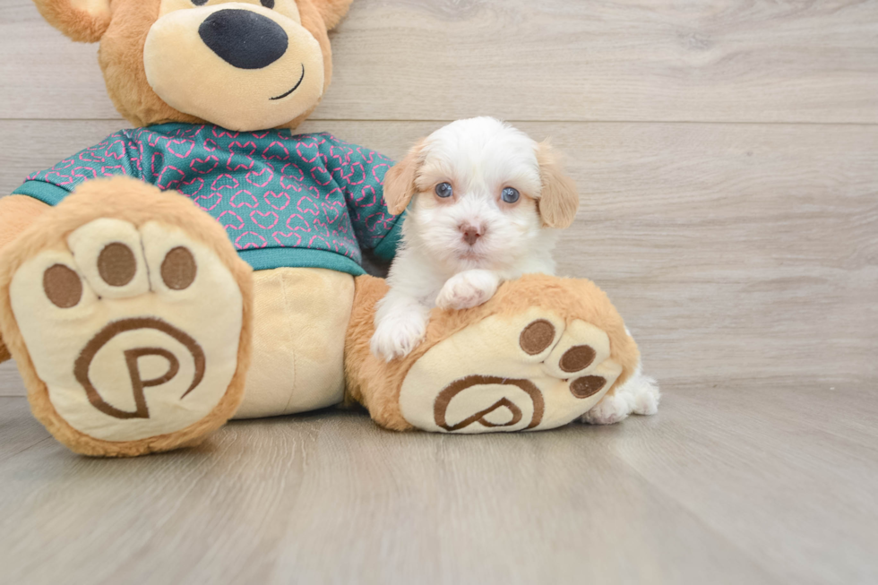 Best Shih Poo Baby