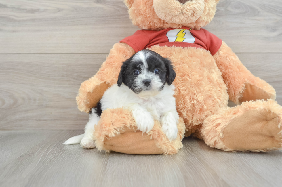 7 week old Shih Poo Puppy For Sale - Seaside Pups