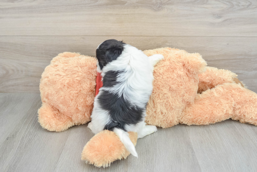 Petite Shih Poo Poodle Mix Pup