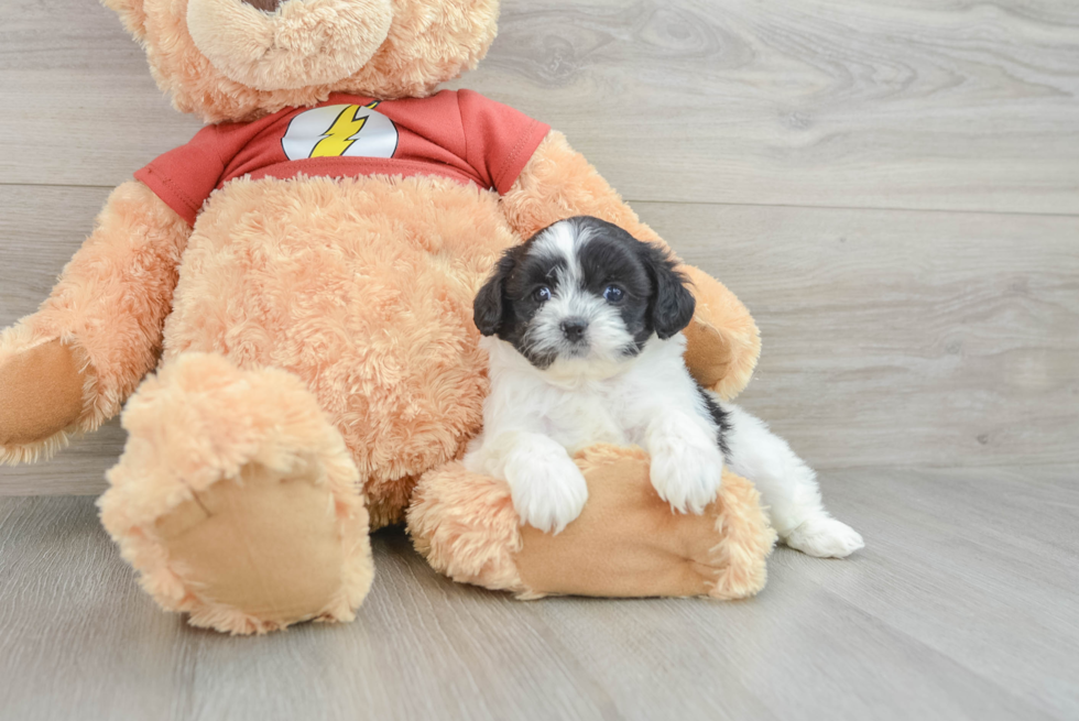 Shih Poo Puppy for Adoption