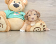 6 week old Shih Poo Puppy For Sale - Seaside Pups