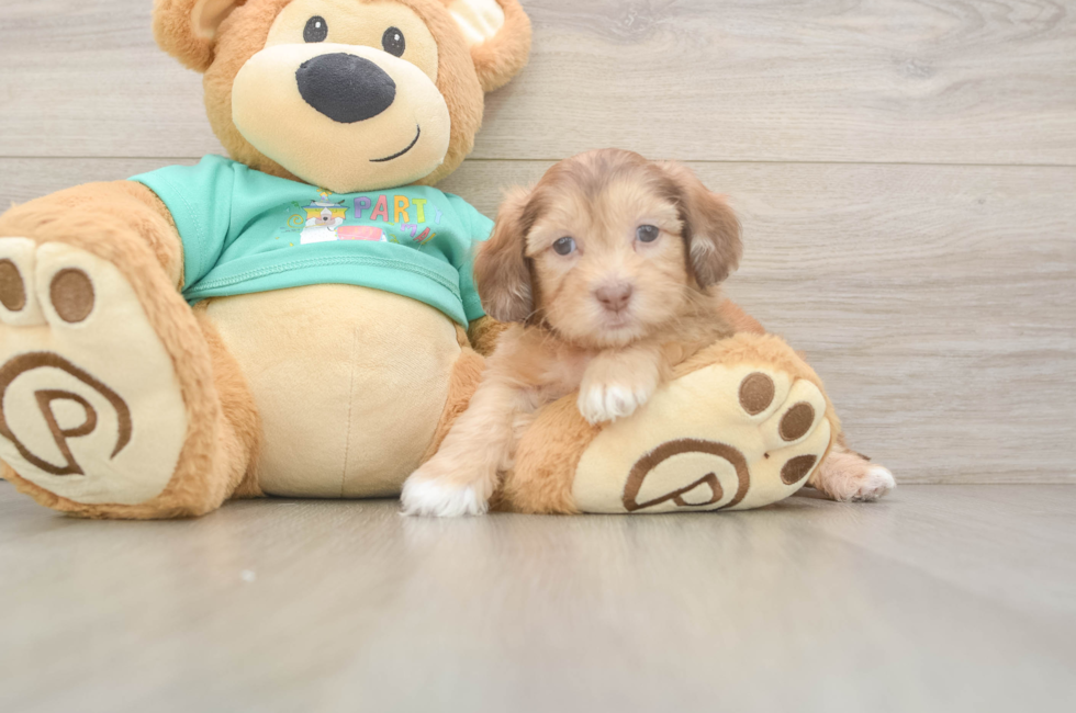 5 week old Shih Poo Puppy For Sale - Seaside Pups