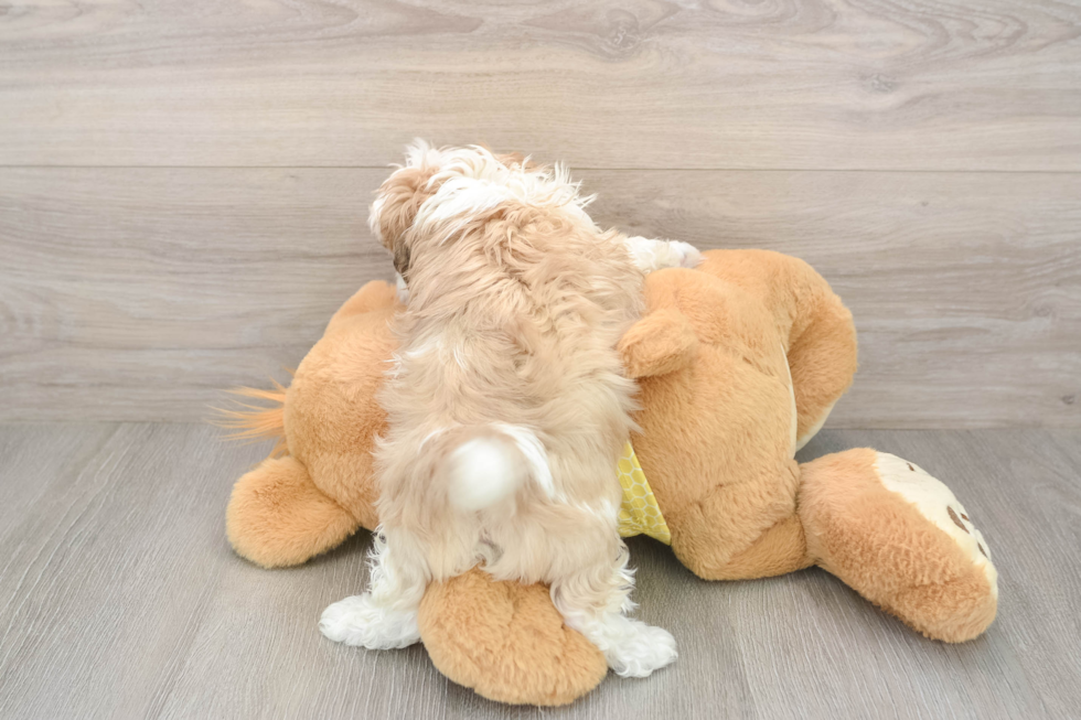 Shih Poo Pup Being Cute