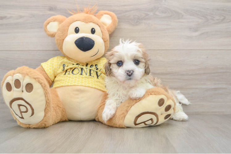 Shih Poo Pup Being Cute