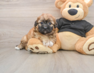 7 week old Shih Poo Puppy For Sale - Seaside Pups