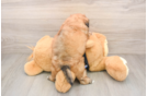 Funny Shih Poo Poodle Mix Pup