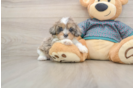 Best Shih Poo Baby