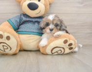 7 week old Shih Poo Puppy For Sale - Seaside Pups