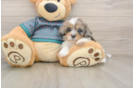 Friendly Shih Poo Baby