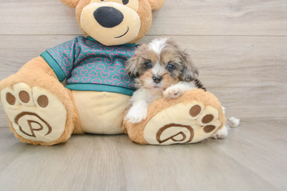 Friendly Shih Poo Baby