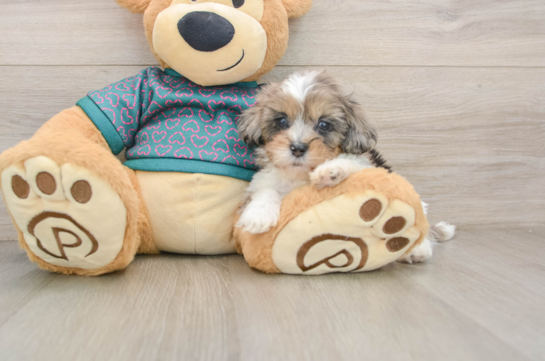 Friendly Shih Poo Baby