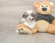 6 week old Shih Poo Puppy For Sale - Seaside Pups
