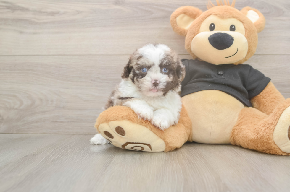 5 week old Shih Poo Puppy For Sale - Seaside Pups