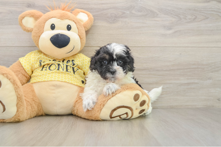 Adorable Shihpoo Poodle Mix Puppy