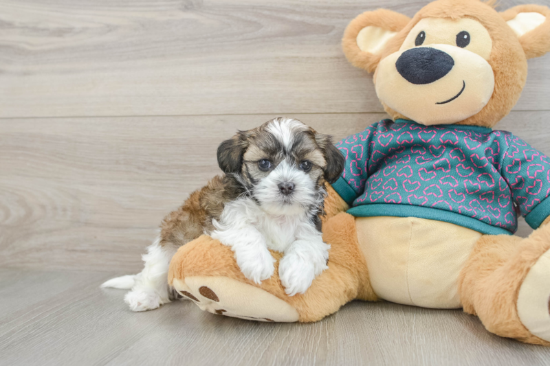 Meet Adele - our Shih Poo Puppy Photo 1/3 - Seaside Pups