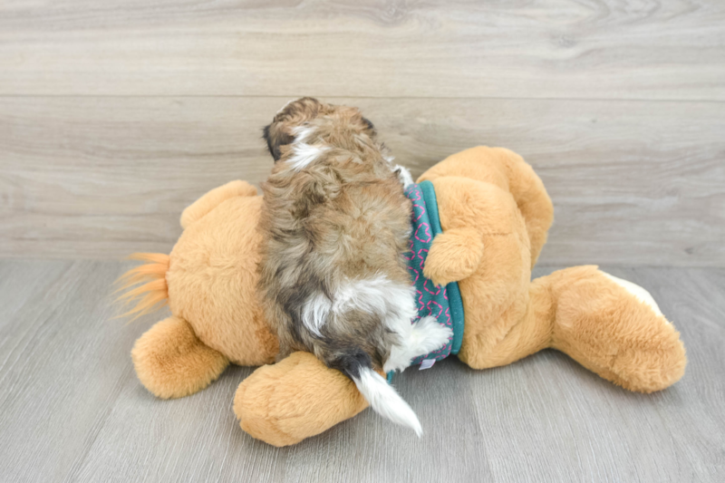 Meet Adele - our Shih Poo Puppy Photo 2/3 - Seaside Pups