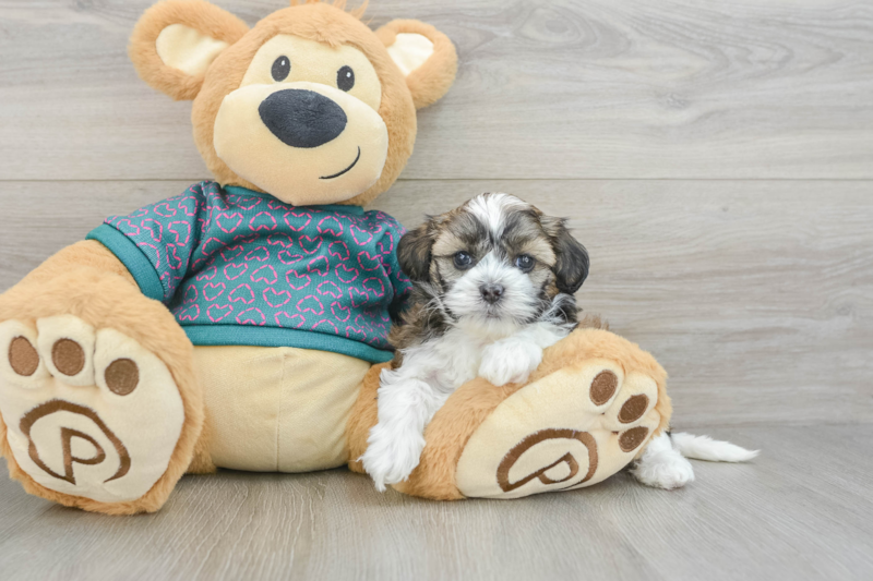 Meet Adele - our Shih Poo Puppy Photo 3/3 - Seaside Pups