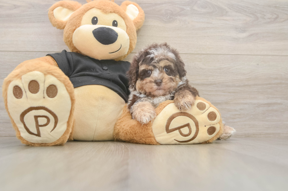 5 week old Shih Poo Puppy For Sale - Seaside Pups