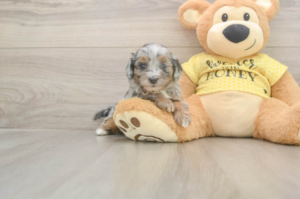 5 week old Shih Poo Puppy For Sale - Seaside Pups