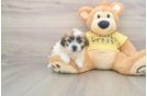 Shih Poo Puppy for Adoption