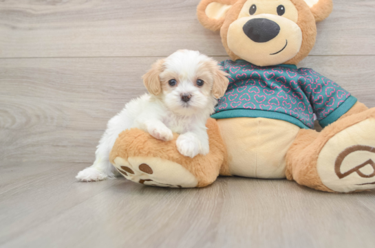 Shih Poo Pup Being Cute