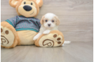 Best Shih Poo Baby