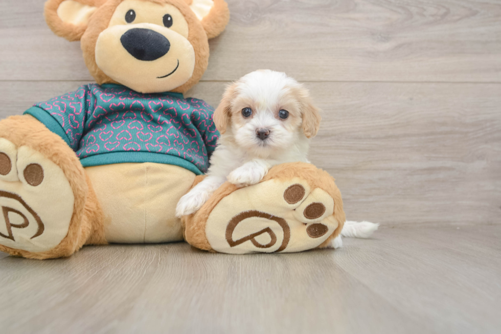 Best Shih Poo Baby