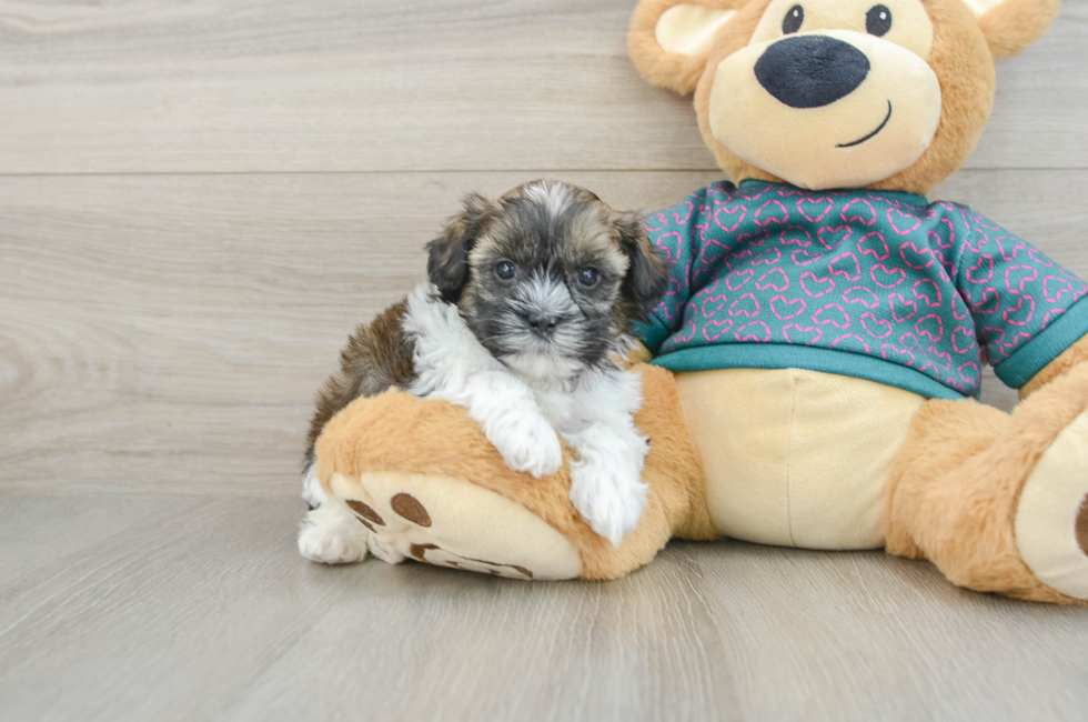 5 week old Shih Poo Puppy For Sale - Seaside Pups