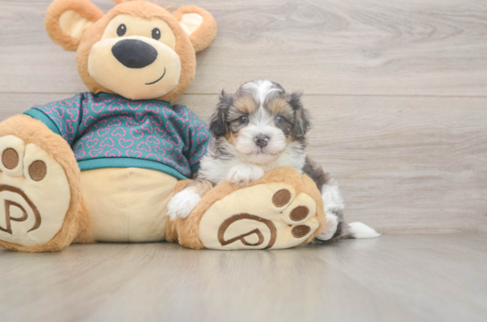 Funny Shih Poo Poodle Mix Pup