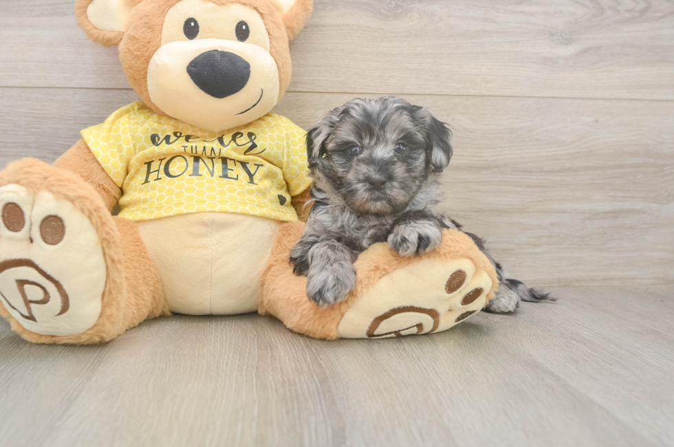 5 week old Shih Poo Puppy For Sale - Seaside Pups