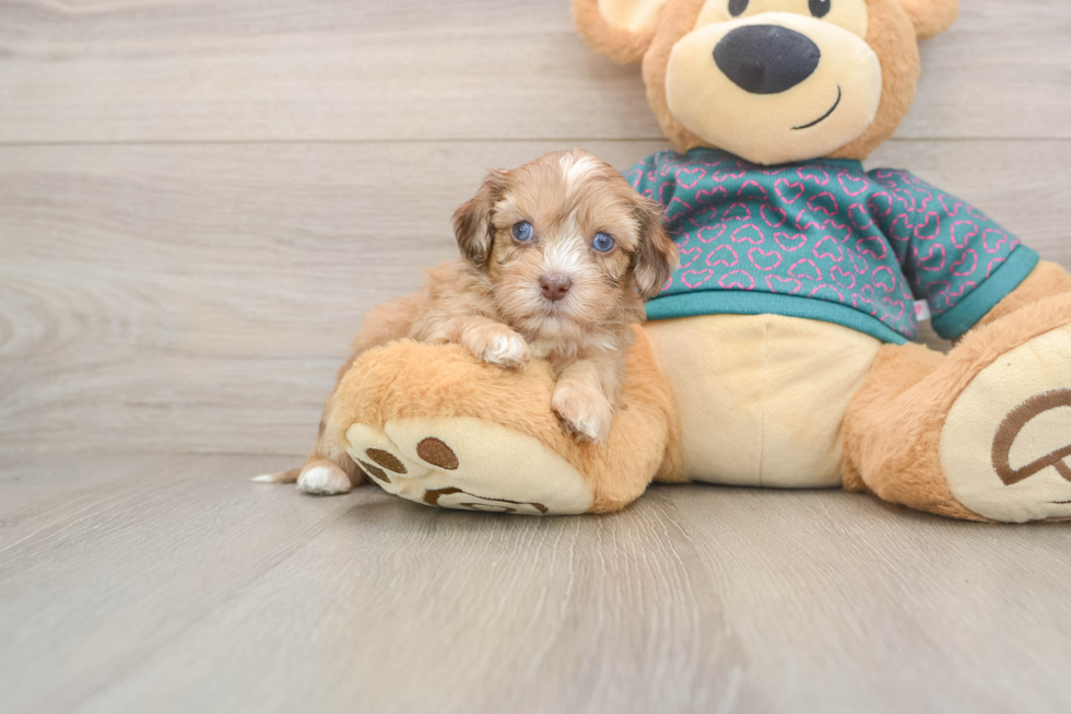 Shih Poo Pup Being Cute