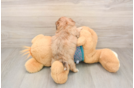 Sweet Shih Poo Baby