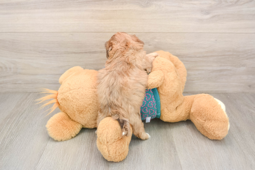 Sweet Shih Poo Baby