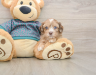 7 week old Shih Poo Puppy For Sale - Seaside Pups