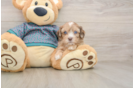 Shih Poo Pup Being Cute