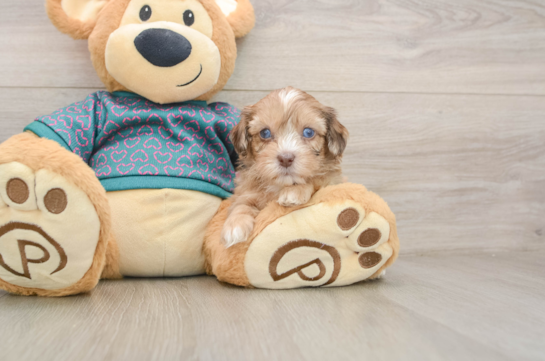 Shih Poo Pup Being Cute