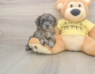 8 week old Shih Poo Puppy For Sale - Seaside Pups