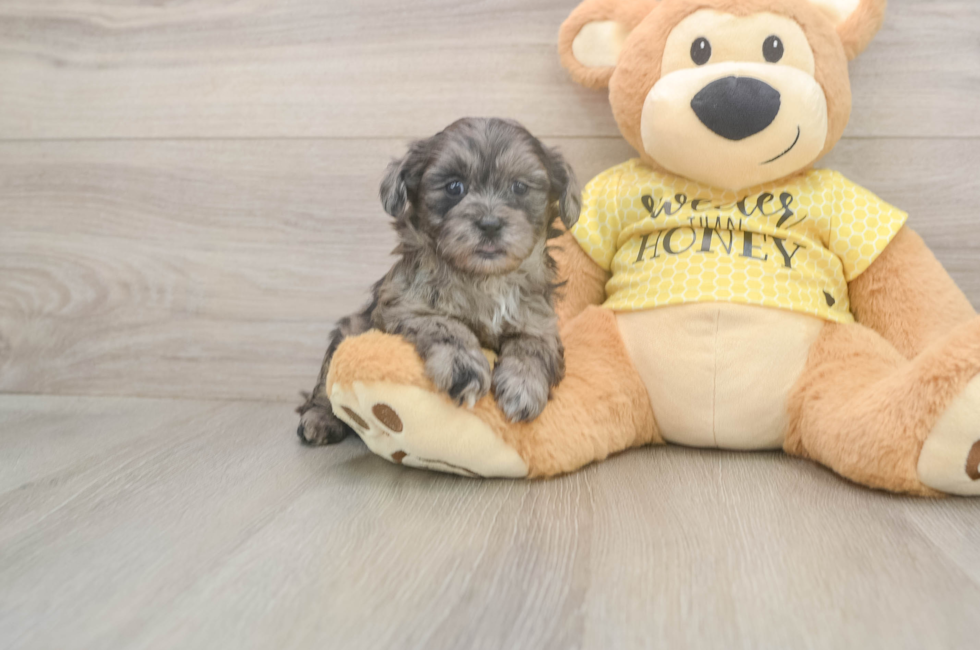 6 week old Shih Poo Puppy For Sale - Seaside Pups