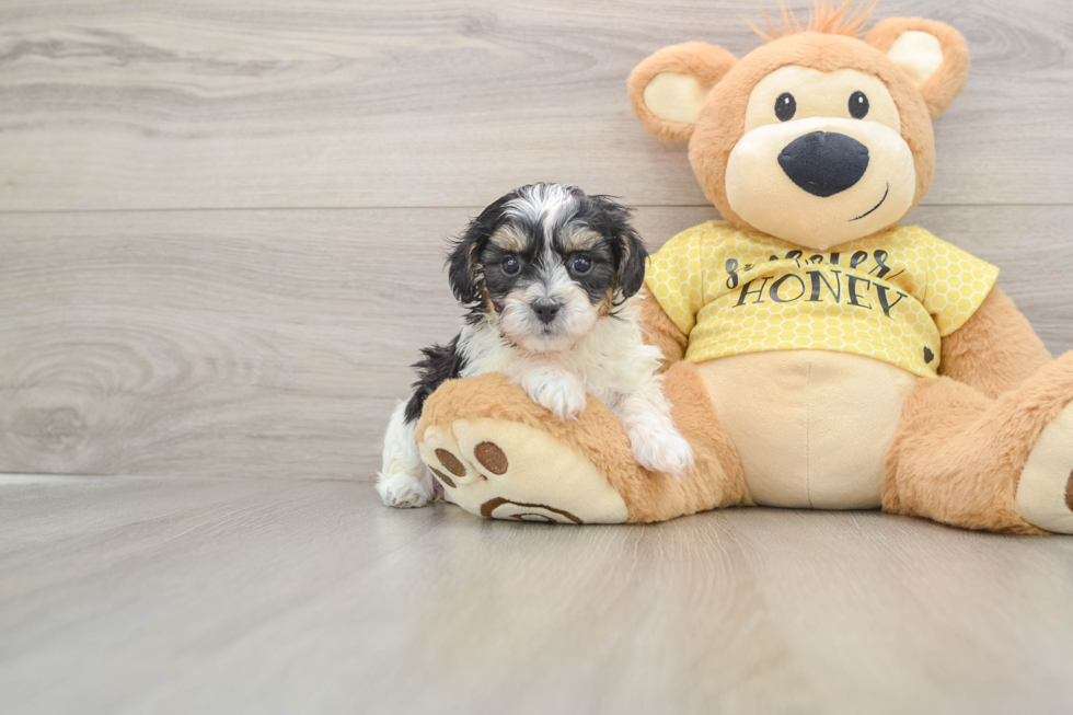 Hypoallergenic Shihpoo Poodle Mix Puppy