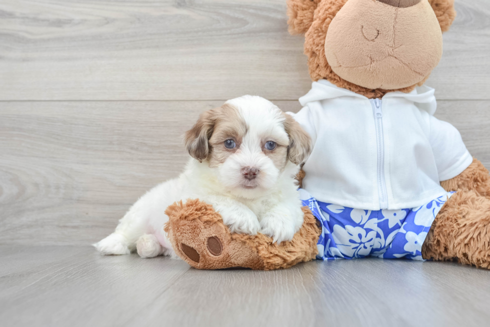 Small Shih Poo Baby