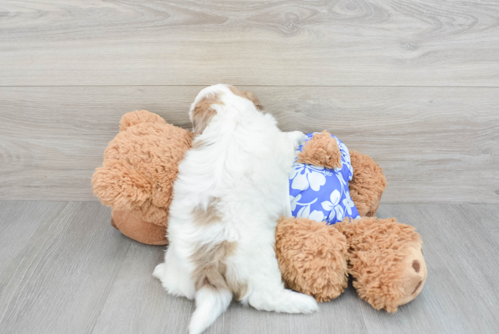 Shih Poo Puppy for Adoption